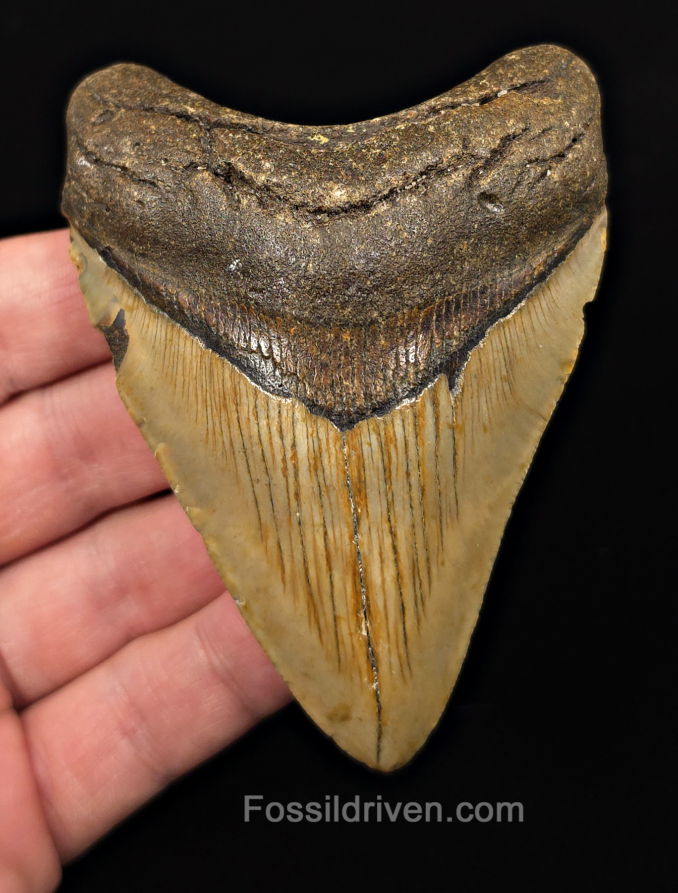 Real, 3.75" Fossil Megalodon Tooth - Meg Ledge, North Carolina