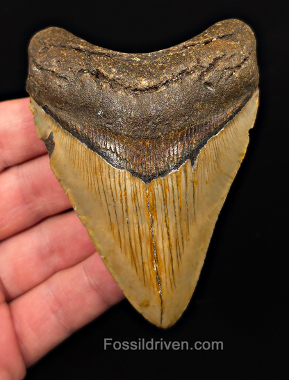 Real, 3.75" Fossil Megalodon Tooth - Meg Ledge, North Carolina