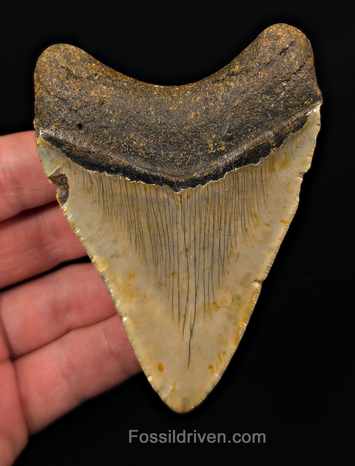 Real, 3.75" Fossil Megalodon Tooth - Meg Ledge, North Carolina