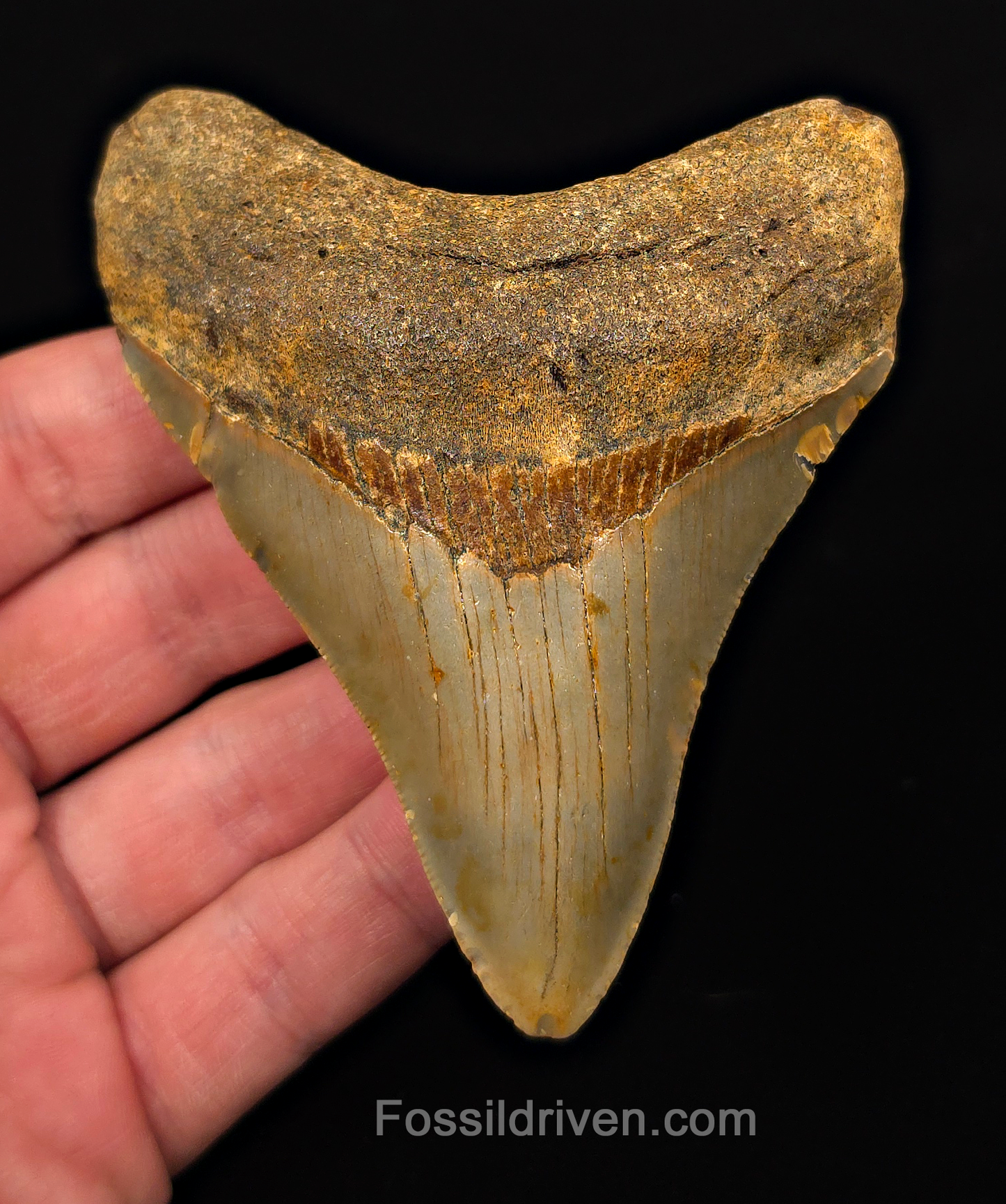 Authentic, 3.97" Fossil Megalodon Tooth - Meg Ledge, North Carolina