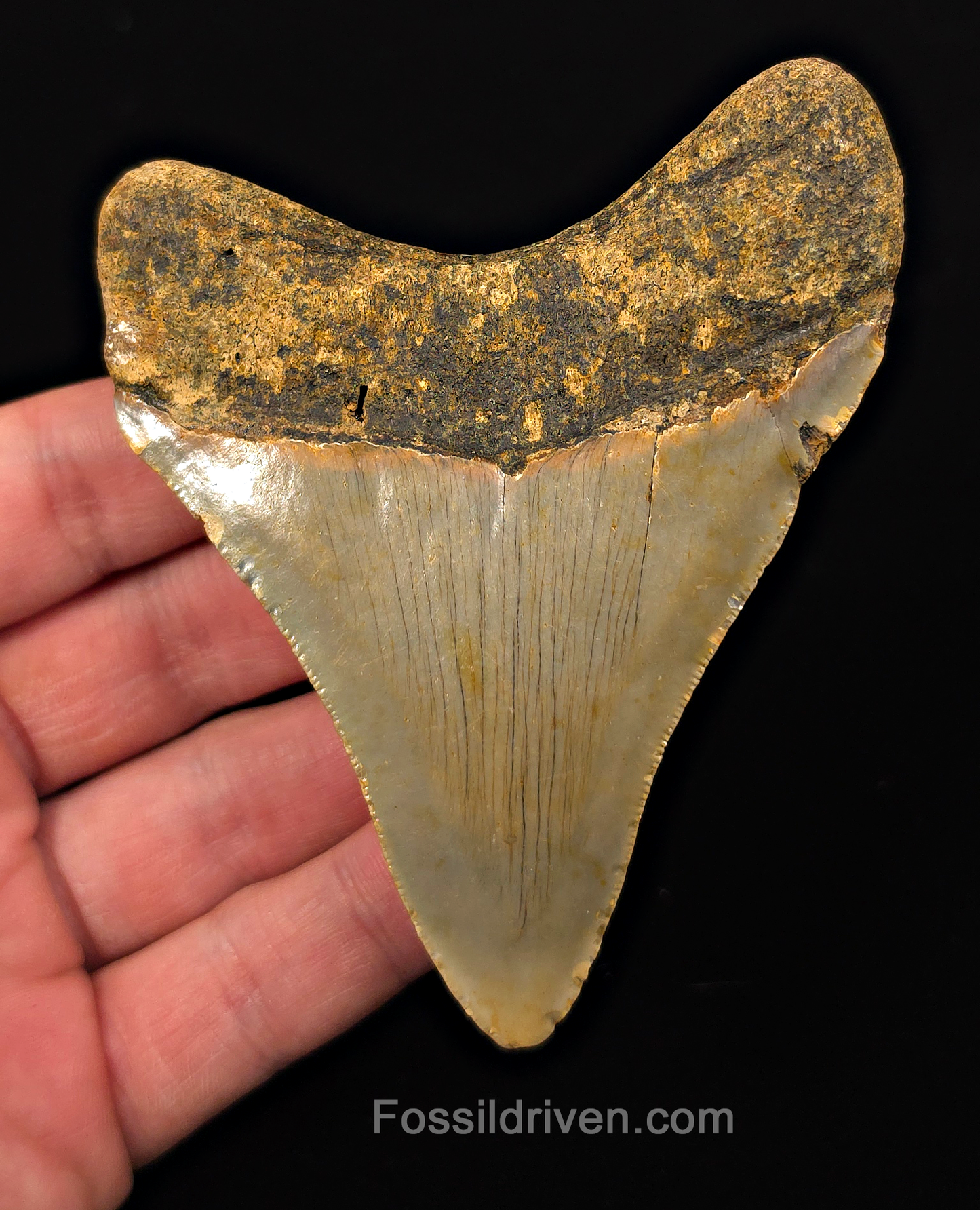 Authentic, 3.97" Fossil Megalodon Tooth - Meg Ledge, North Carolina
