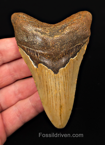 Authentic, 3.98" Fossil Megalodon Tooth - Meg Ledge, North Carolina