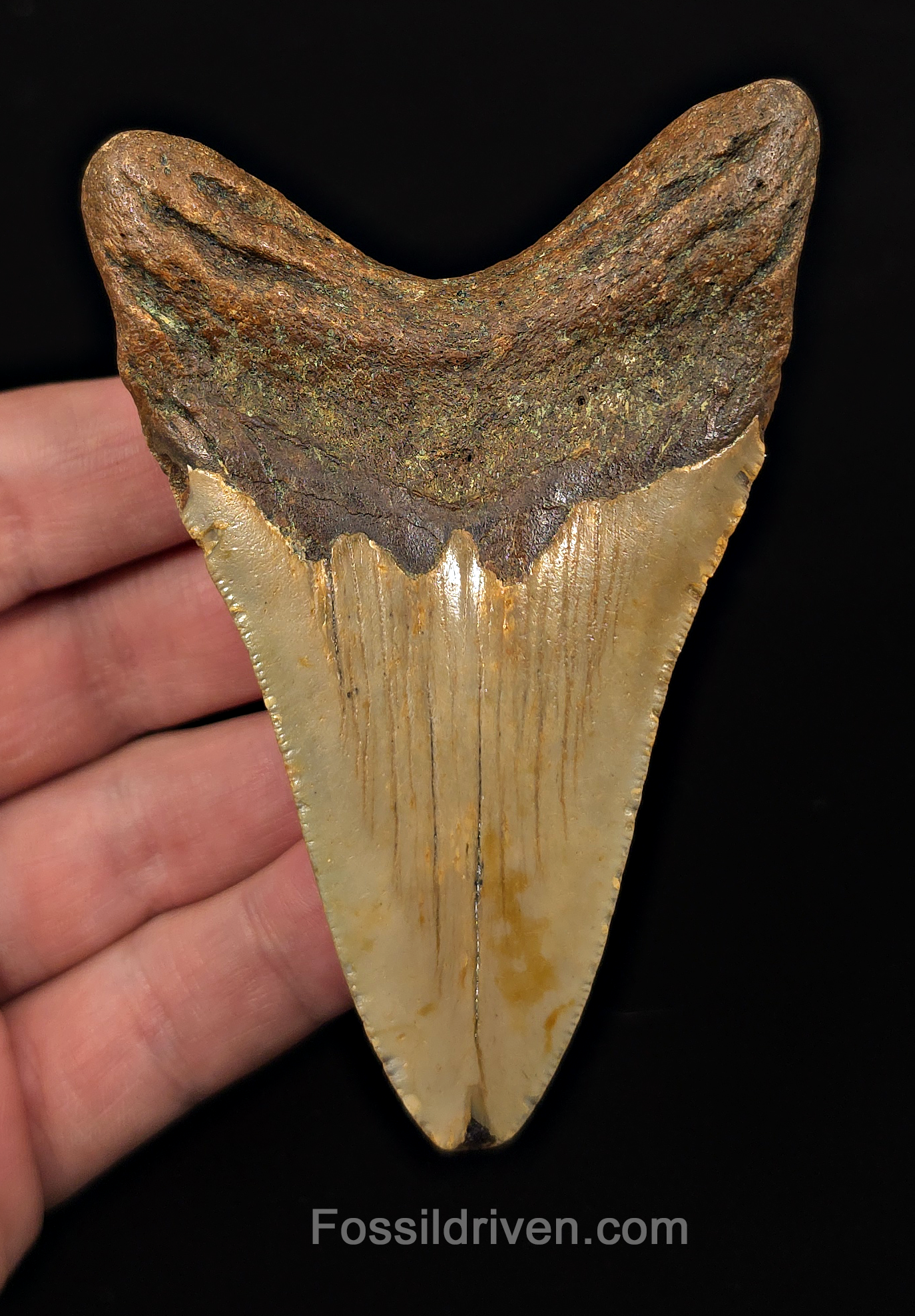 Authentic, 3.98" Fossil Megalodon Tooth - Meg Ledge, North Carolina