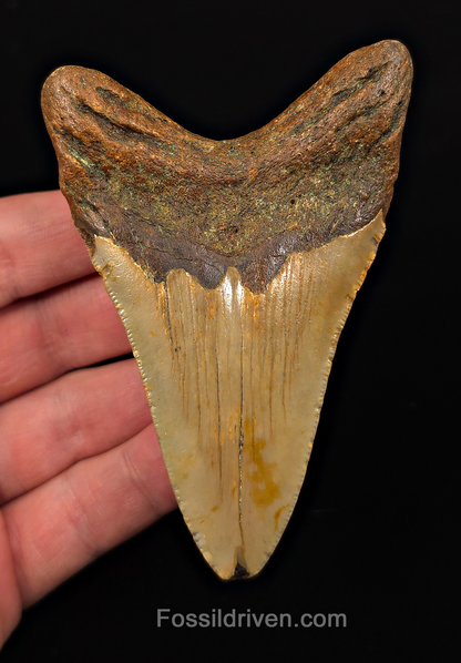 Authentic, 3.98" Fossil Megalodon Tooth - Meg Ledge, North Carolina