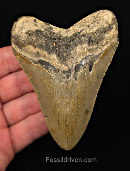 Authentic, 4.14" Fossil Megalodon Tooth - Meg Ledge, North Carolina
