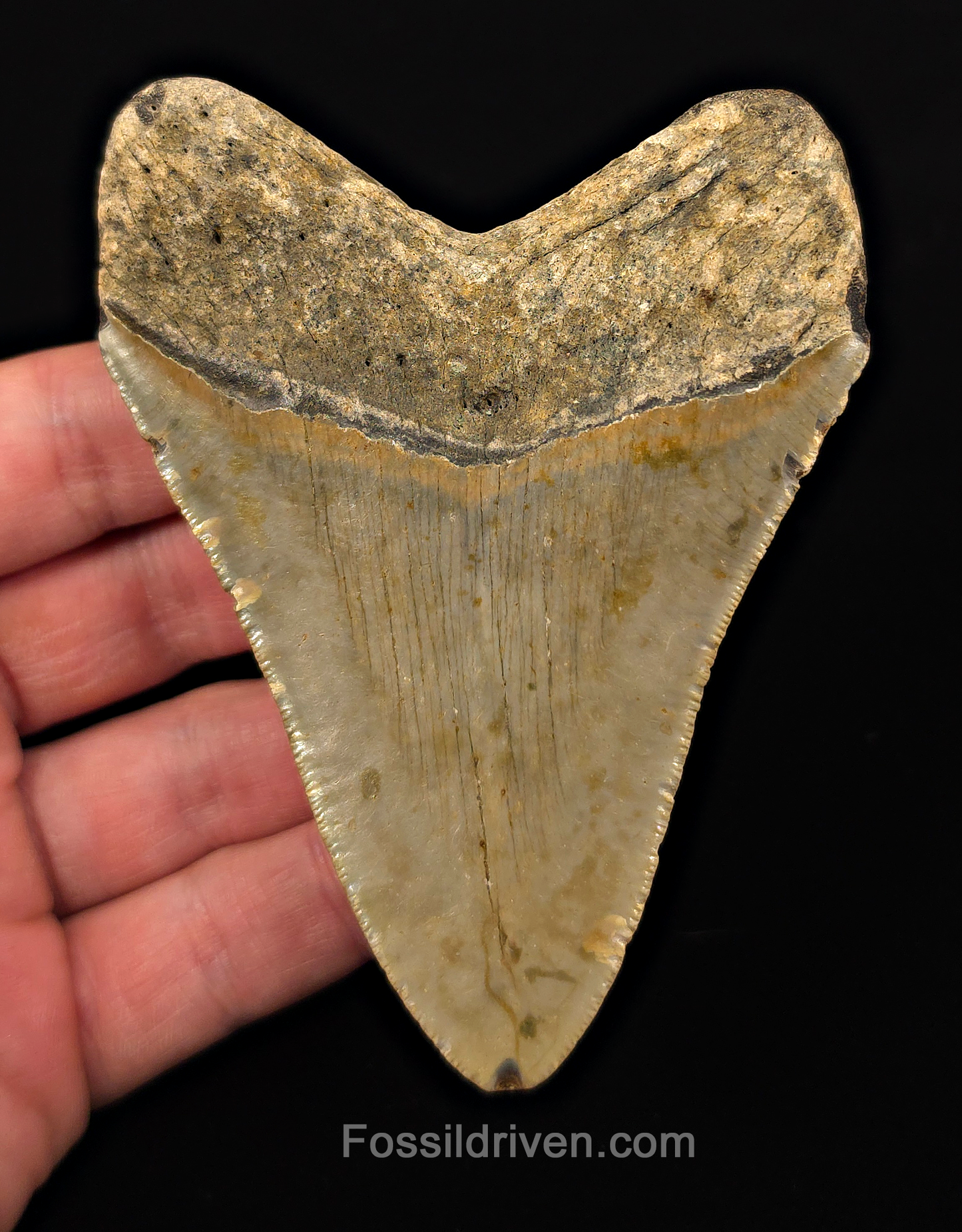 Authentic, 4.14" Fossil Megalodon Tooth - Meg Ledge, North Carolina