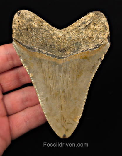 Authentic, 4.14" Fossil Megalodon Tooth - Meg Ledge, North Carolina