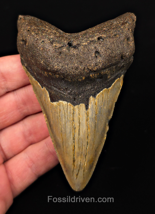 Authentic, 4.19" Fossil Megalodon Tooth - Meg Ledge, North Carolina
