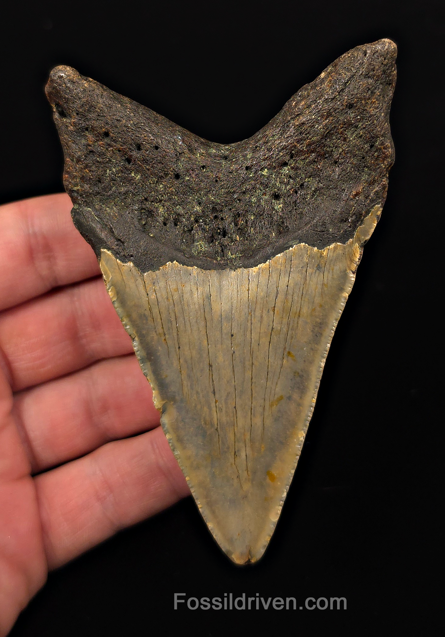 Authentic, 4.19" Fossil Megalodon Tooth - Meg Ledge, North Carolina