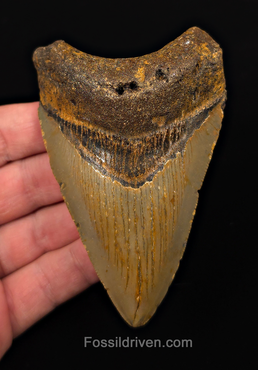 Real, 3.98" Fossil Megalodon Tooth - Meg Ledge, North Carolina