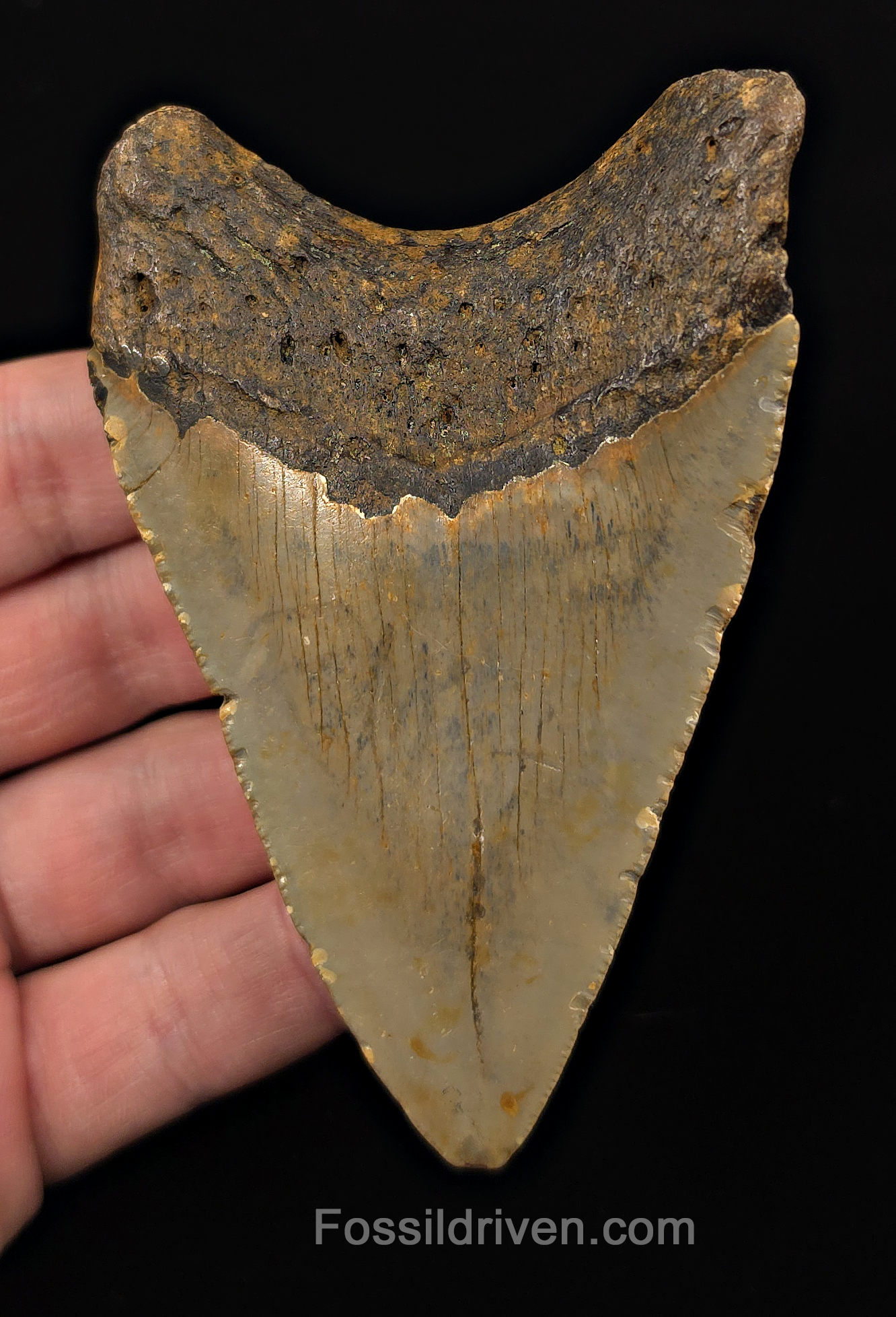 Real, 3.98" Fossil Megalodon Tooth - Meg Ledge, North Carolina