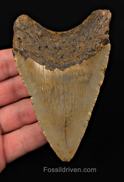 Real, 3.98" Fossil Megalodon Tooth - Meg Ledge, North Carolina