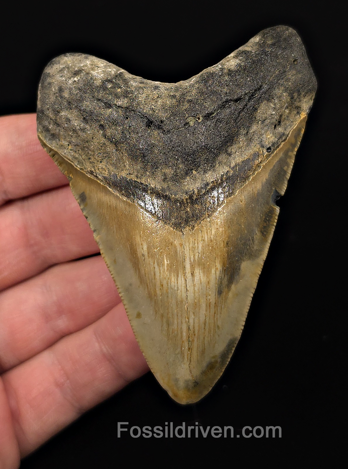 Real, 3.51" Fossil Megalodon Tooth - Meg Ledge, North Carolina