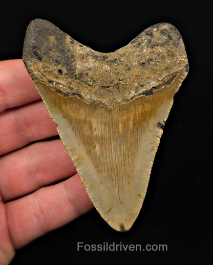 Real, 3.51" Fossil Megalodon Tooth - Meg Ledge, North Carolina