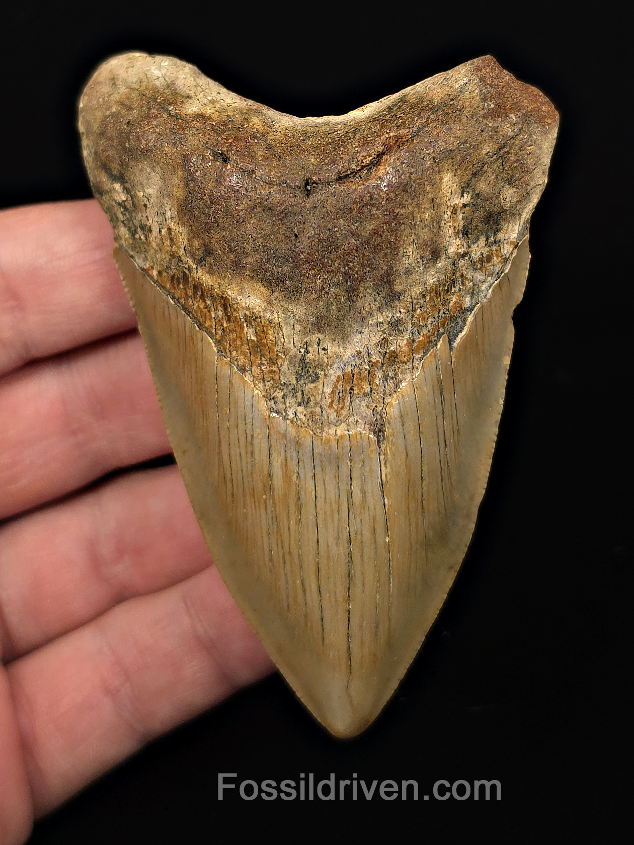 Authentic, 3.68" Fossil Megalodon Tooth - Meg Ledge, North Carolina