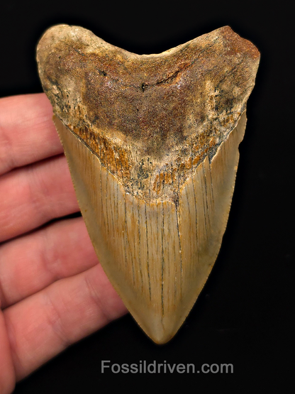 Authentic, 3.68" Fossil Megalodon Tooth - Meg Ledge, North Carolina