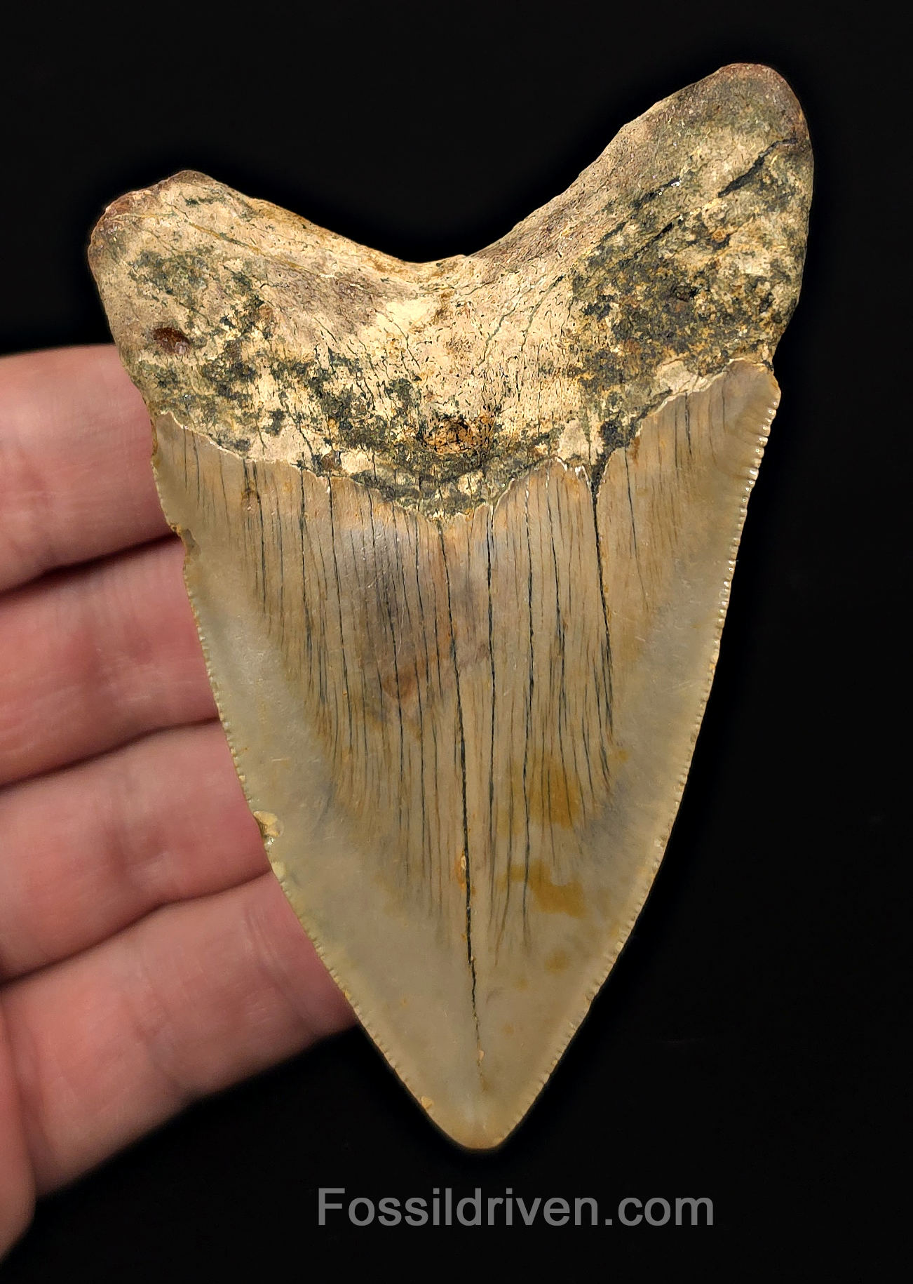 Authentic, 3.68" Fossil Megalodon Tooth - Meg Ledge, North Carolina