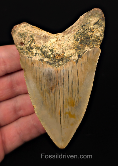 Authentic, 3.68" Fossil Megalodon Tooth - Meg Ledge, North Carolina
