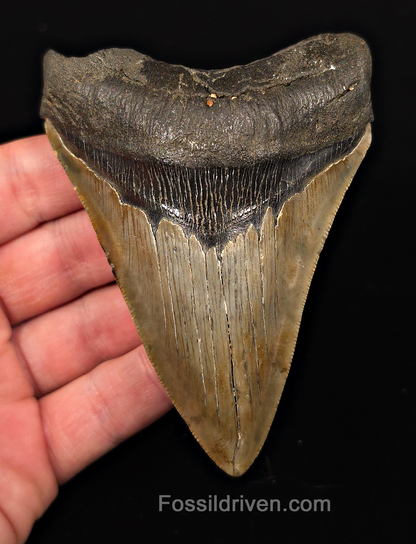 Real, 4.19" Fossil Megalodon Tooth - Meg Ledge, North Carolina