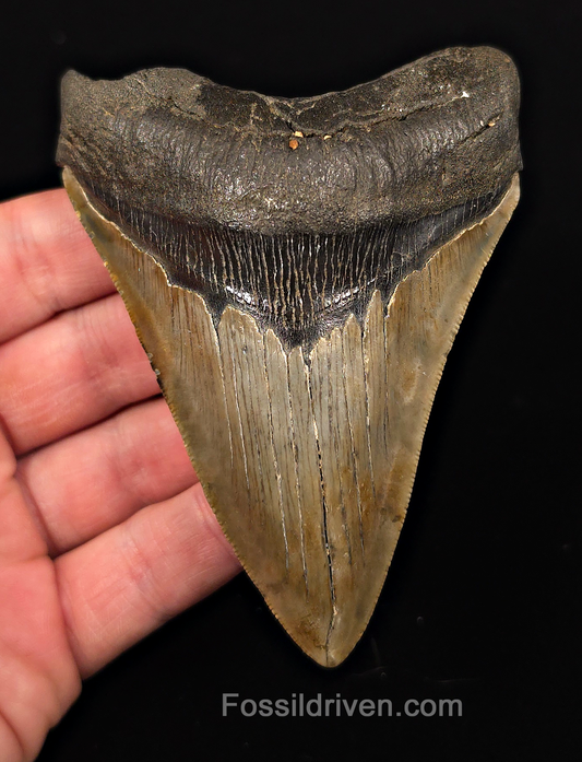 Real, 4.19" Fossil Megalodon Tooth - Meg Ledge, North Carolina