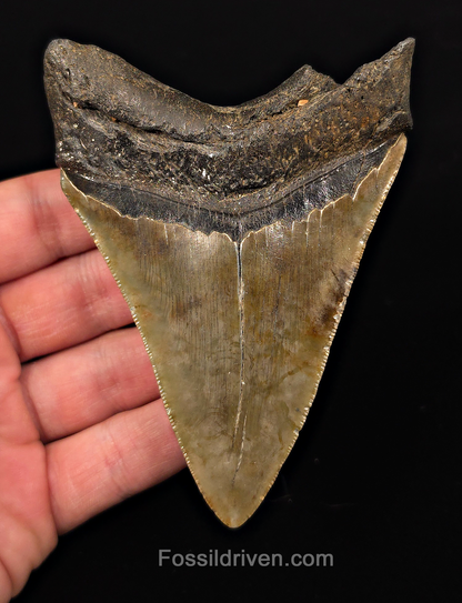 Real, 4.19" Fossil Megalodon Tooth - Meg Ledge, North Carolina