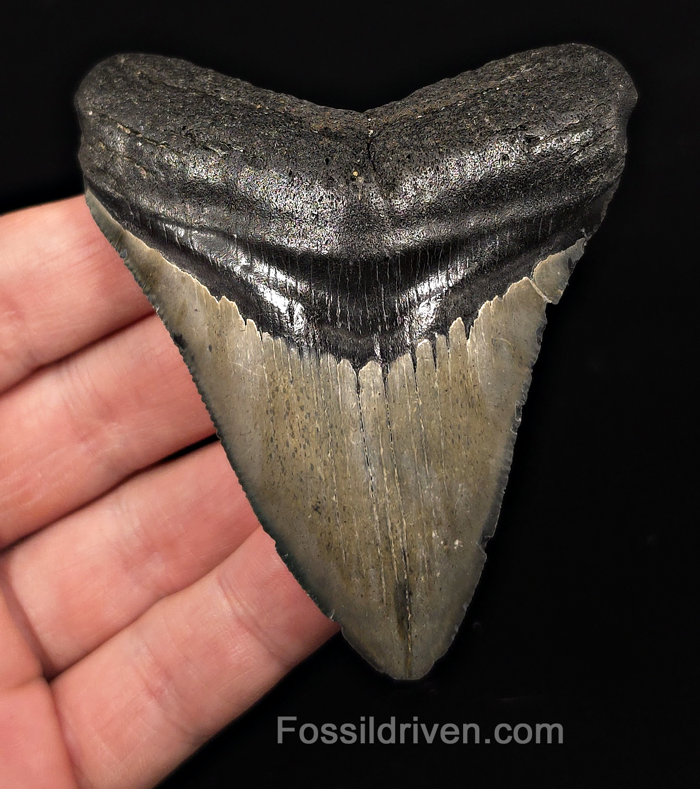 Authentic, 3.50" Fossil Megalodon Tooth - Charleston, South Carolina