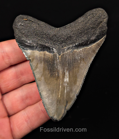 Authentic, 3.50" Fossil Megalodon Tooth - Charleston, South Carolina