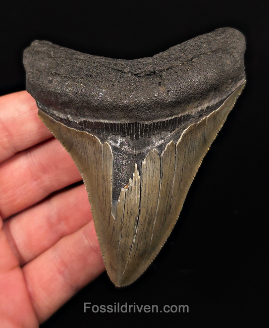 Complete, 3.77" Fossil Megalodon Tooth - Charleston, South Carolina