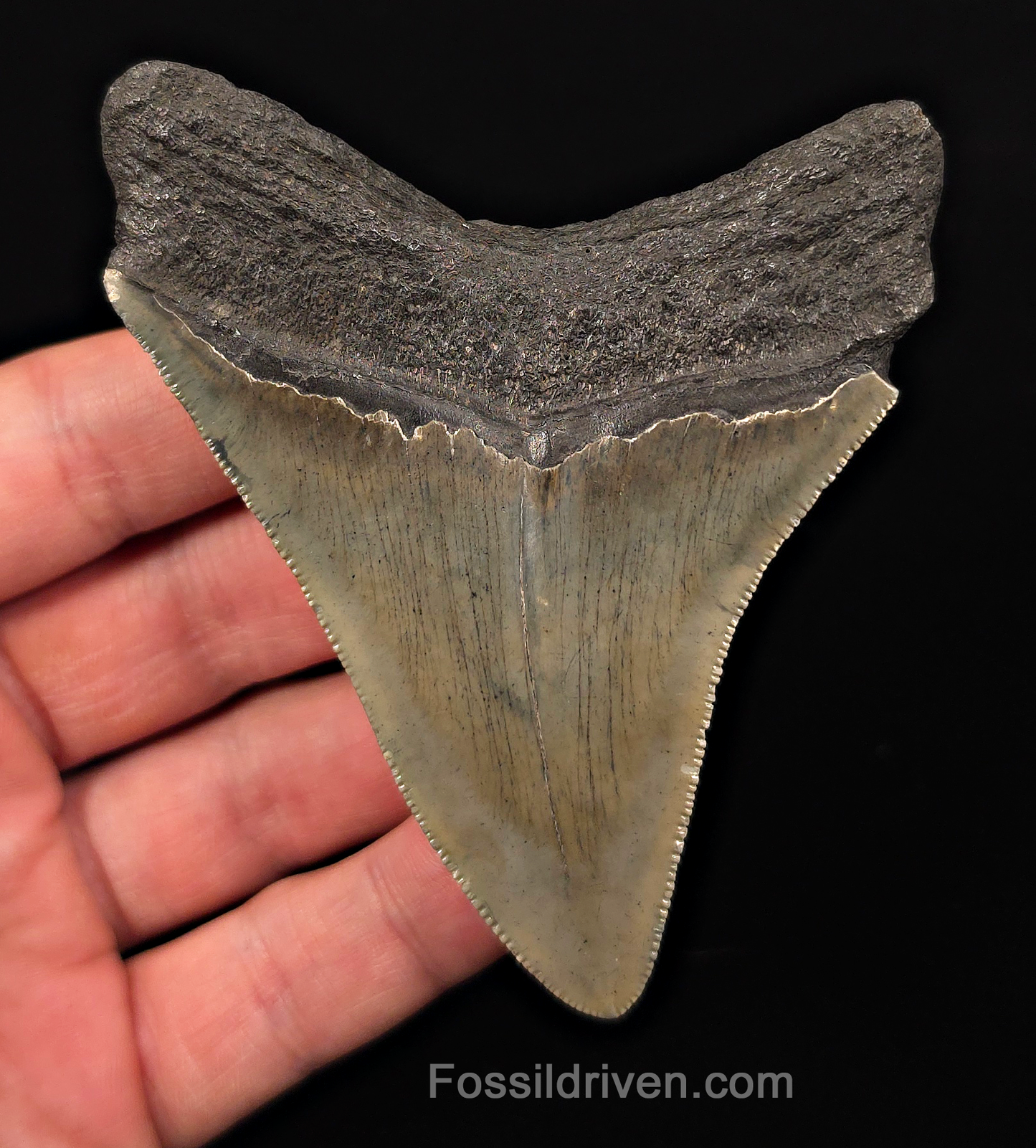 Complete, 3.77" Fossil Megalodon Tooth - Charleston, South Carolina
