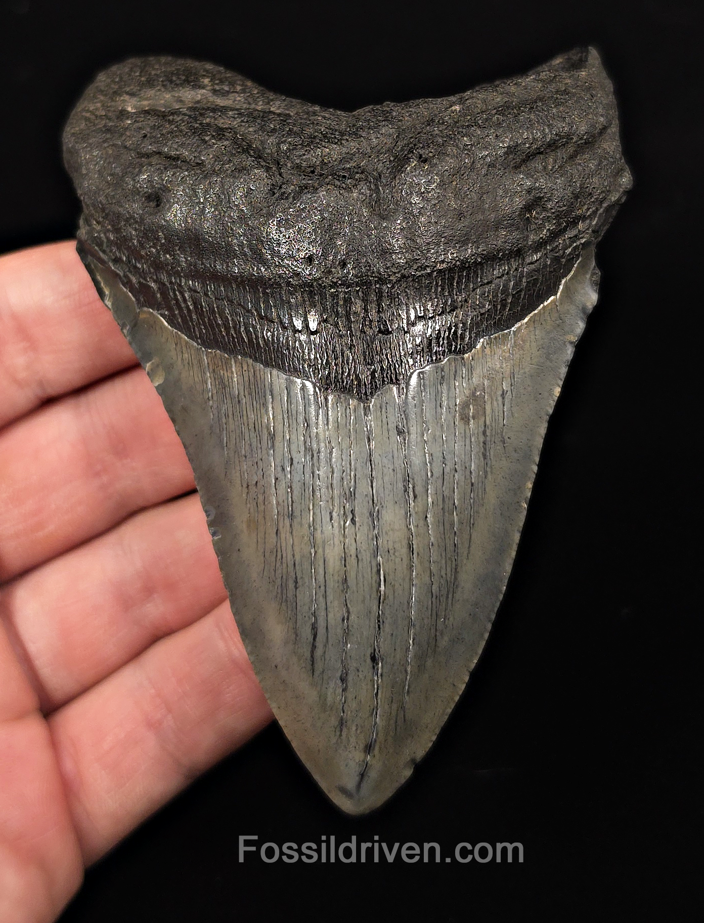 Authentic, 4.18" Fossil Megalodon Tooth - Charleston, South Carolina