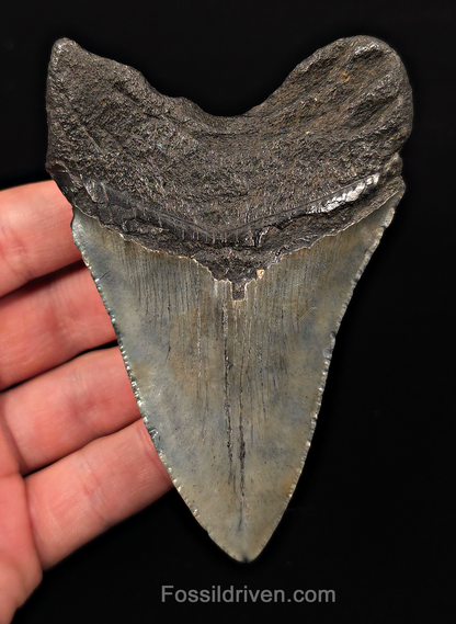 Authentic, 4.18" Fossil Megalodon Tooth - Charleston, South Carolina