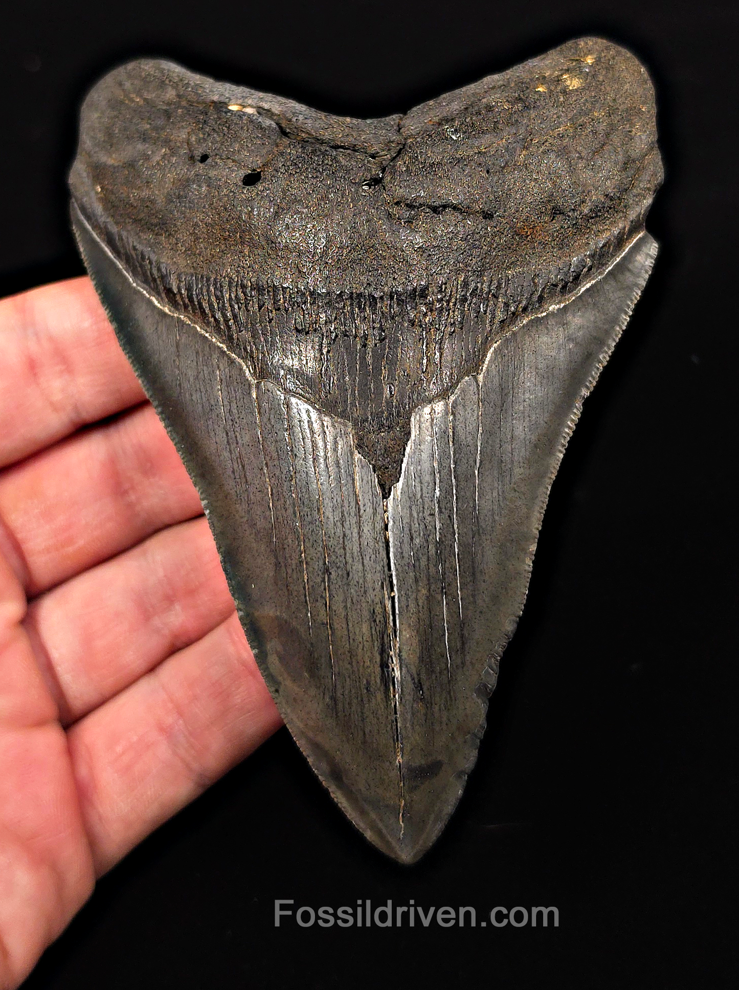 Authentic, 4.68" Fossil Megalodon Tooth - Charleston, South Carolina