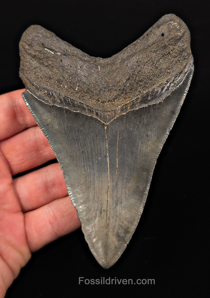 Authentic, 4.68" Fossil Megalodon Tooth - Charleston, South Carolina
