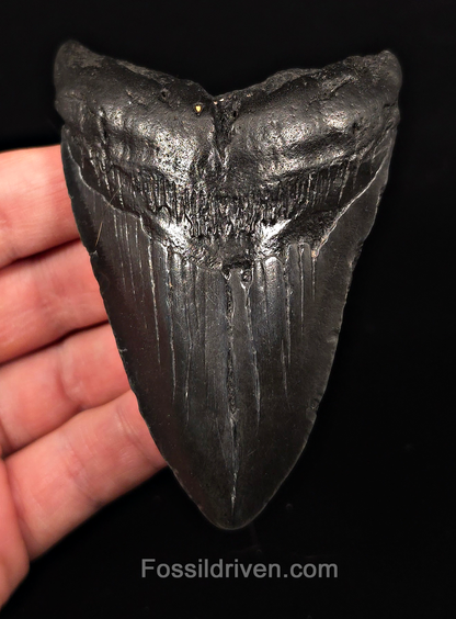 Authentic, 3.93" Fossil Megalodon Tooth - Charleston, South Carolina