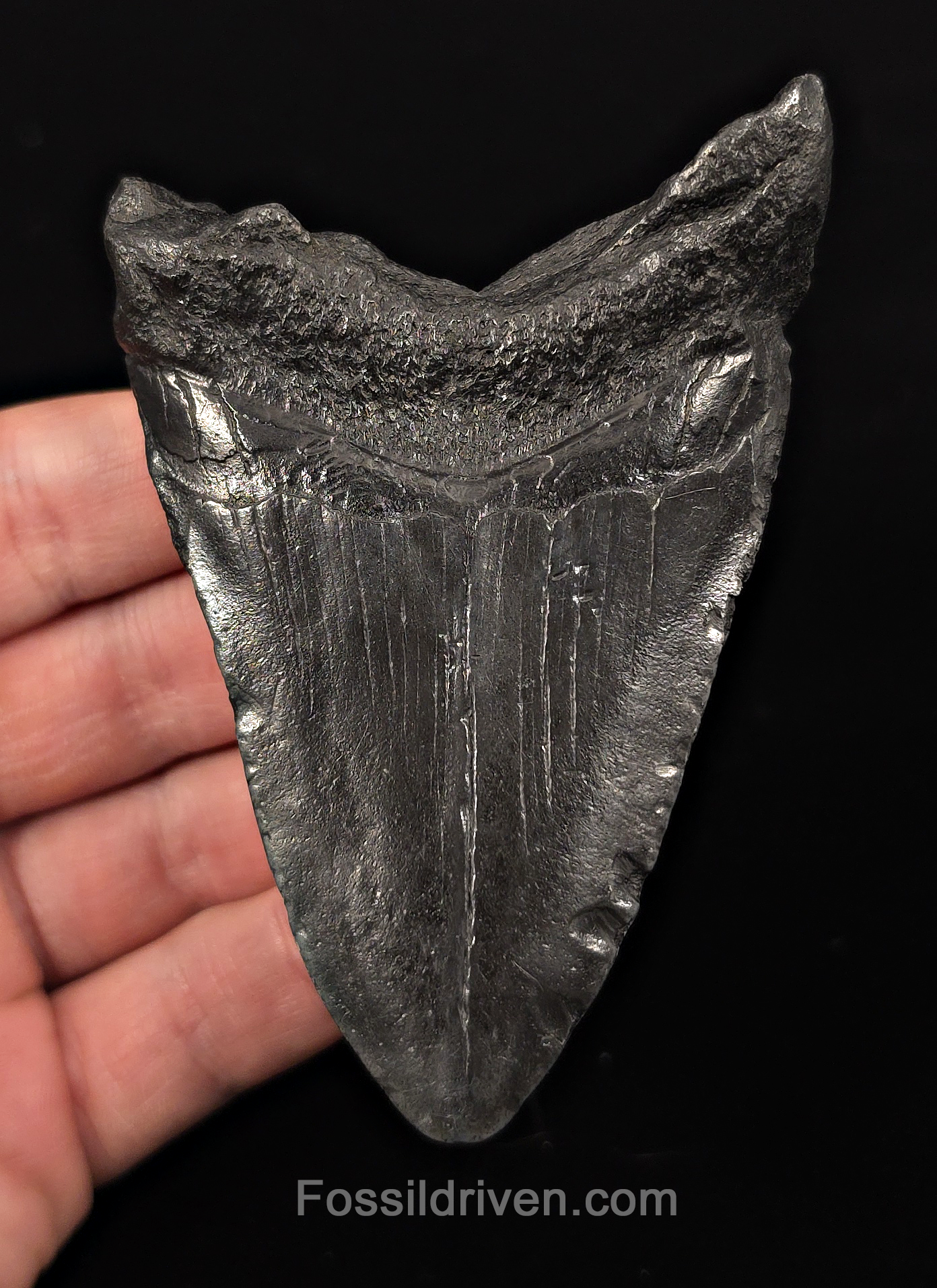 Authentic, 3.93" Fossil Megalodon Tooth - Charleston, South Carolina