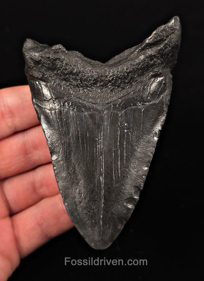 Authentic, 3.93" Fossil Megalodon Tooth - Charleston, South Carolina