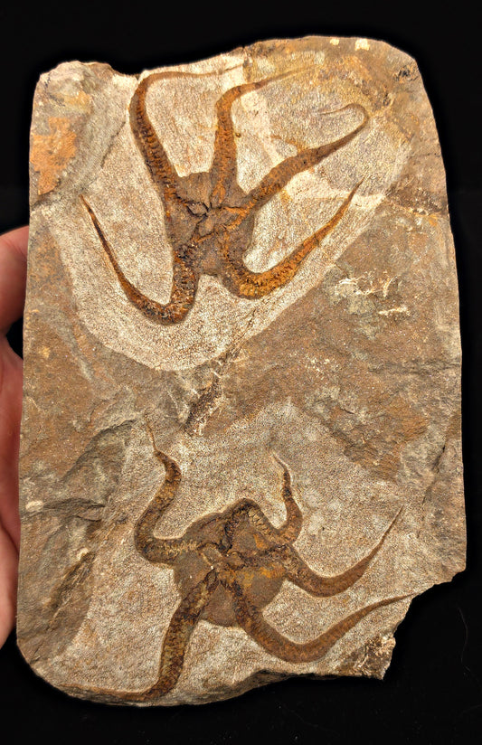 3.14" Double Fossil Brittle Starfish – Echinoderm Slab from Morocco