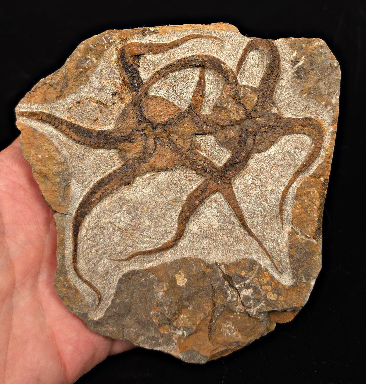 5.25" Double Fossil Brittle Starfish – Echinoderm Slab from Morocco