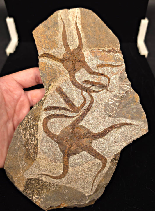 4.71" Double Fossil Brittle Starfish – Echinoderm Slab from Morocco