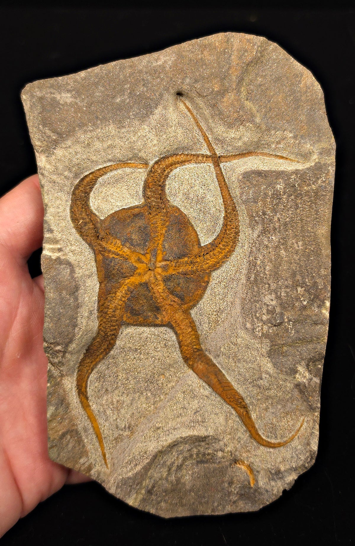 Single Fossil Brittle Starfish – Echinoderm Slab from Morocco