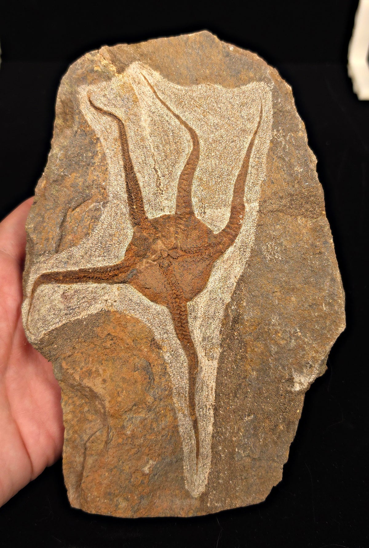 6.27" Fossil Brittle Starfish – Echinoderm Slab from Morocco