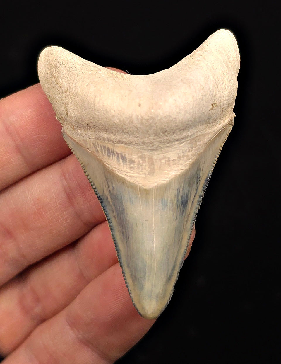2.49" Light Blue Fossil Megalodon Tooth - Bone Valley, Florida
