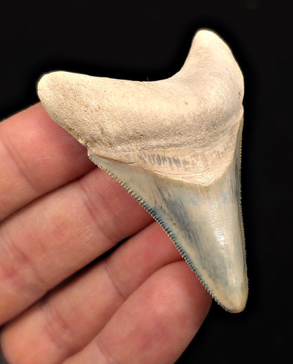 2.49" Light Blue Fossil Megalodon Tooth - Bone Valley, Florida