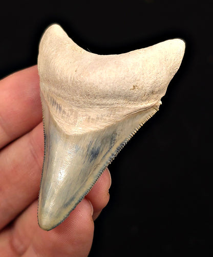 2.49" Light Blue Fossil Megalodon Tooth - Bone Valley, Florida
