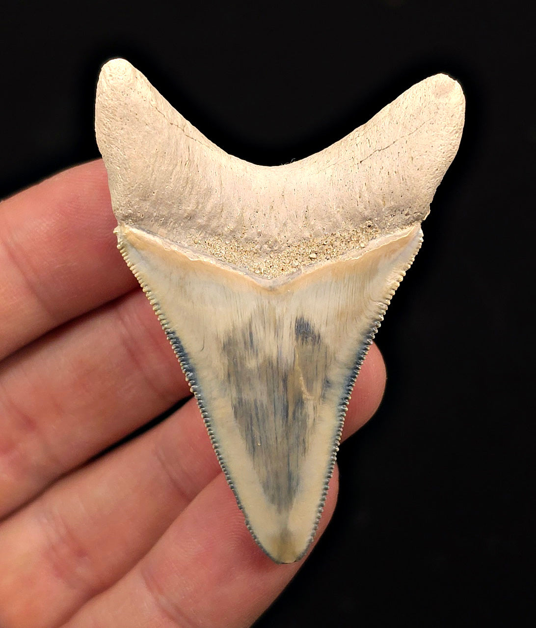 2.49" Light Blue Fossil Megalodon Tooth - Bone Valley, Florida