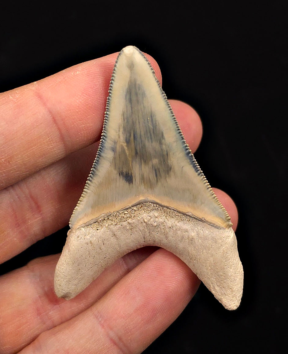 2.49" Light Blue Fossil Megalodon Tooth - Bone Valley, Florida