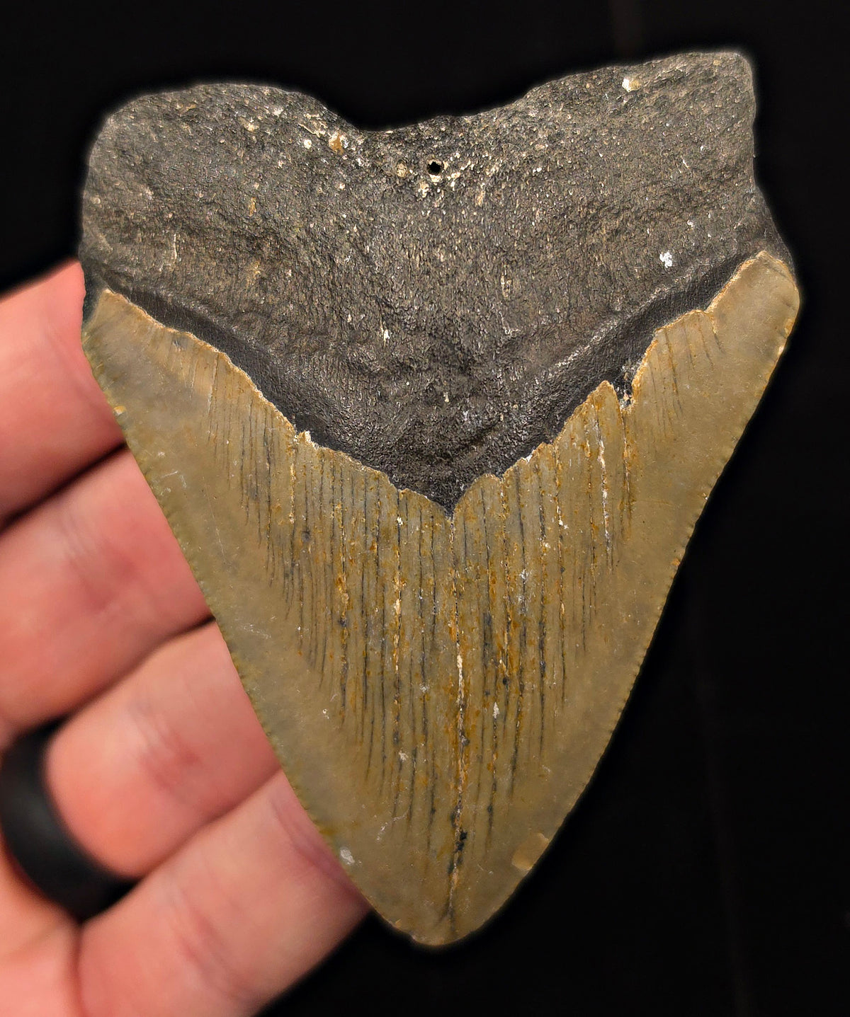 Authentic, 3.41" Fossil Megalodon Tooth - Meg Ledge, North Carolina