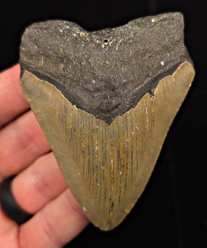 Authentic, 3.41" Fossil Megalodon Tooth - Meg Ledge, North Carolina