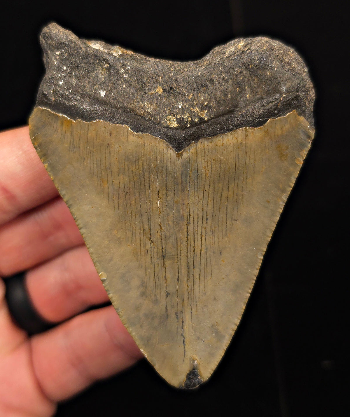 Authentic, 3.41" Fossil Megalodon Tooth - Meg Ledge, North Carolina