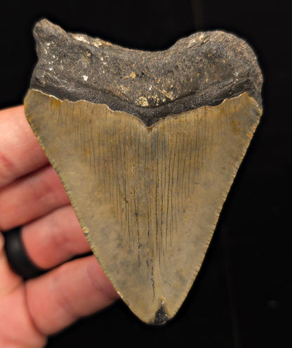 Authentic, 3.41" Fossil Megalodon Tooth - Meg Ledge, North Carolina